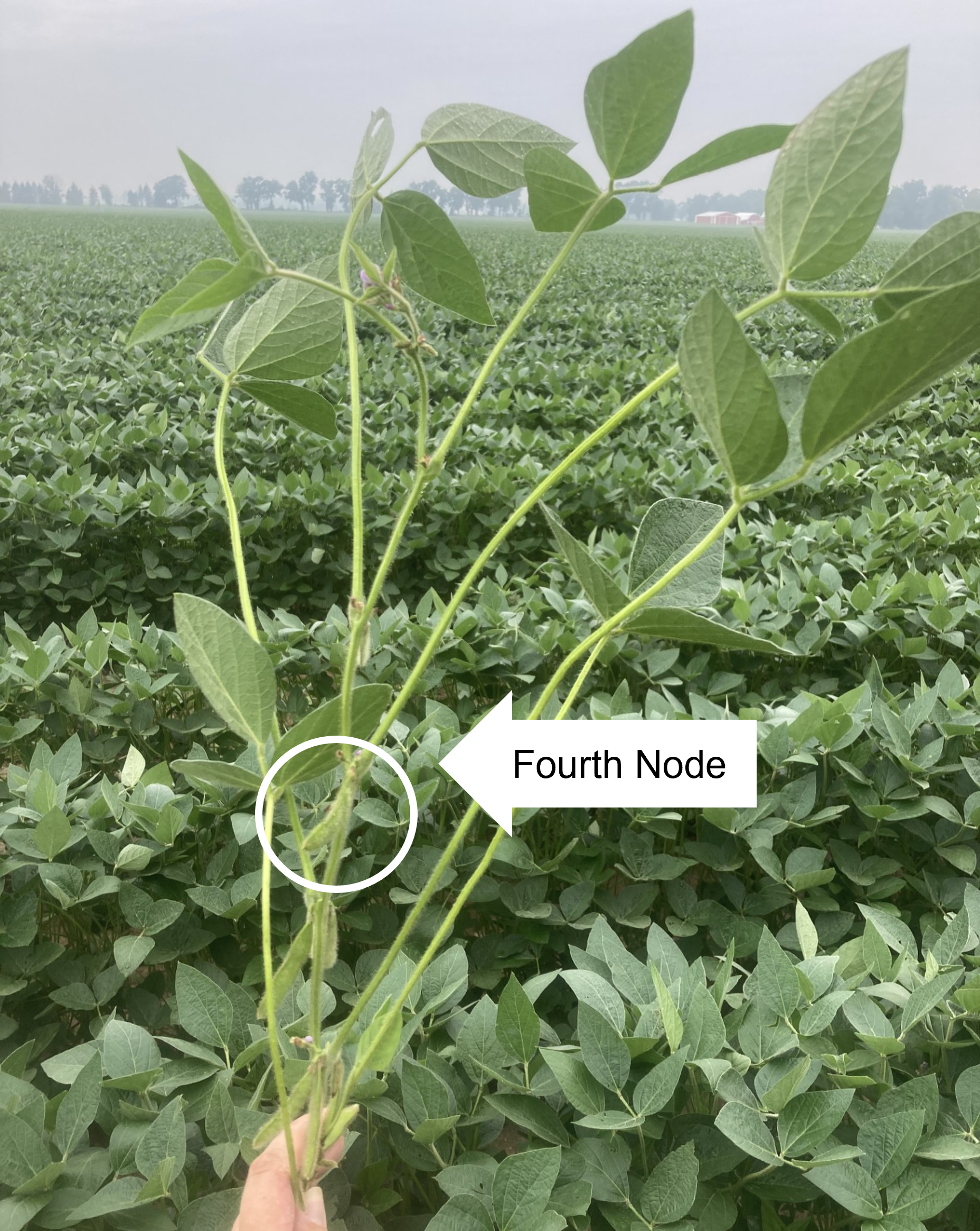 A hand holds a soybean stem in front of a green soybean field. A white circle and arrow label the fourth node, indicating reproductive stage R4. The plant has broad leaves and small purple flowers are visible near the node.